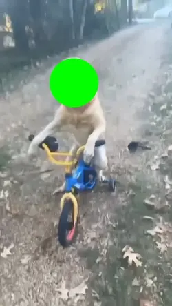 Bisiklet Süren Köpek