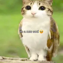 I heart meowl