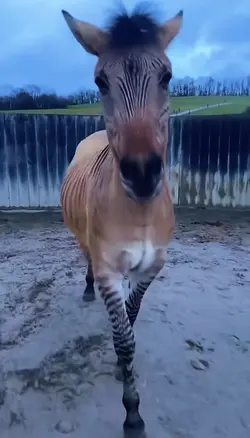 Cute zorse