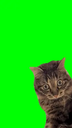 SHOCKED CAT