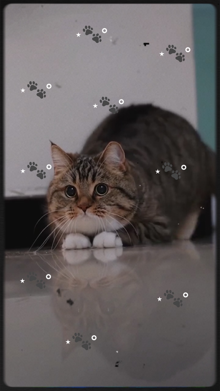 anak kucing saya
