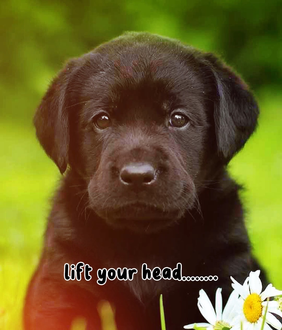 Flex your dog