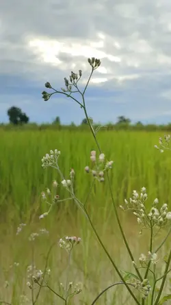 บรรเลงเสียงเพลง