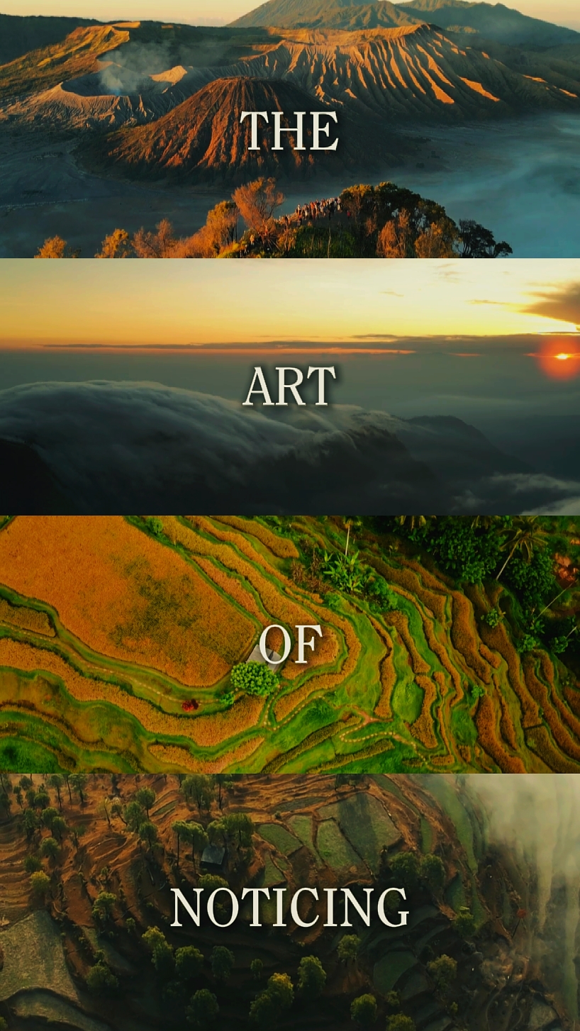 THE ART OF NOTICING 