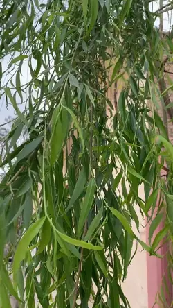 Mere Pyaar Ka
Hisaab