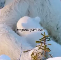 Polar bear 