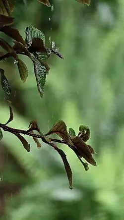 natural acustik