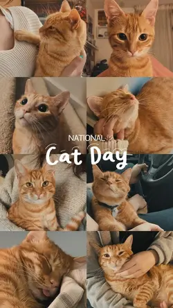 National Cat Day 🐱
