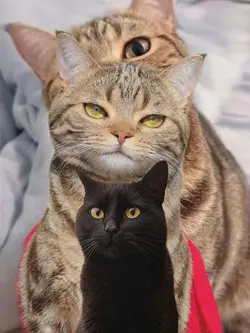 New Phonk Transition