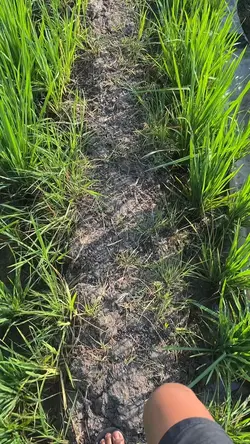 1 video