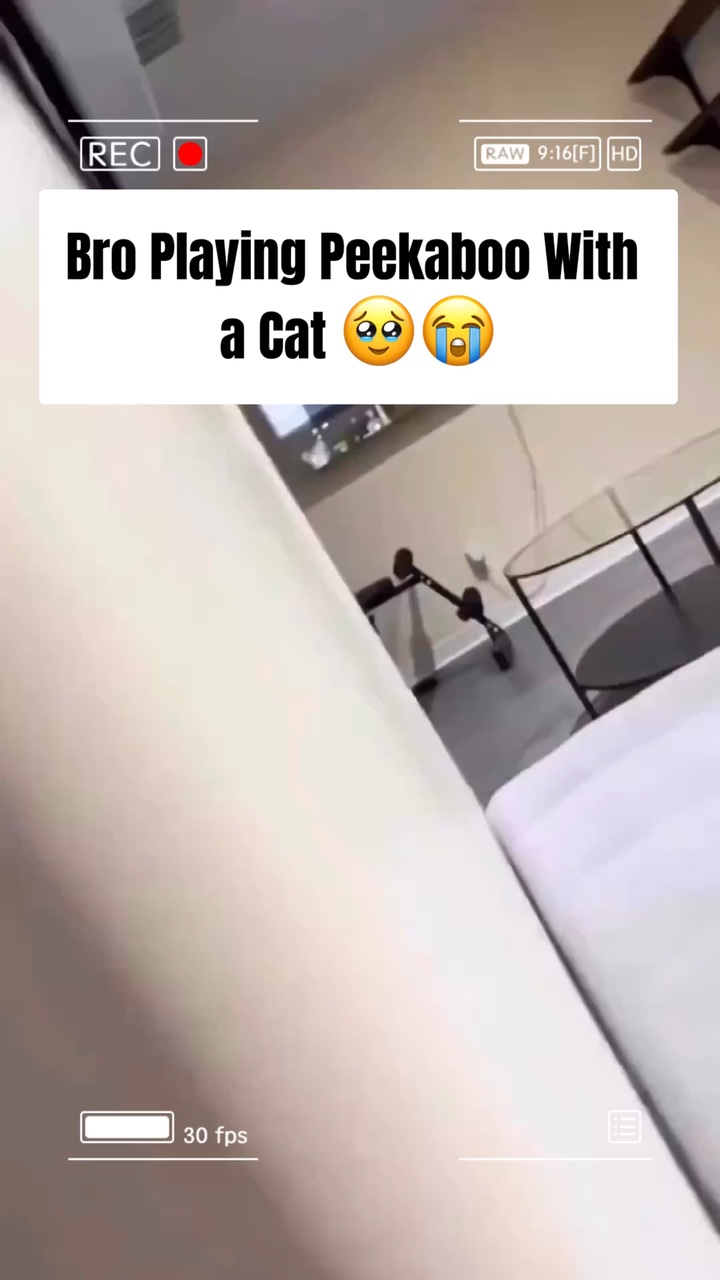 Roupa De Moda De Animais De Estimação Engraçado Bater Estilo TikTok