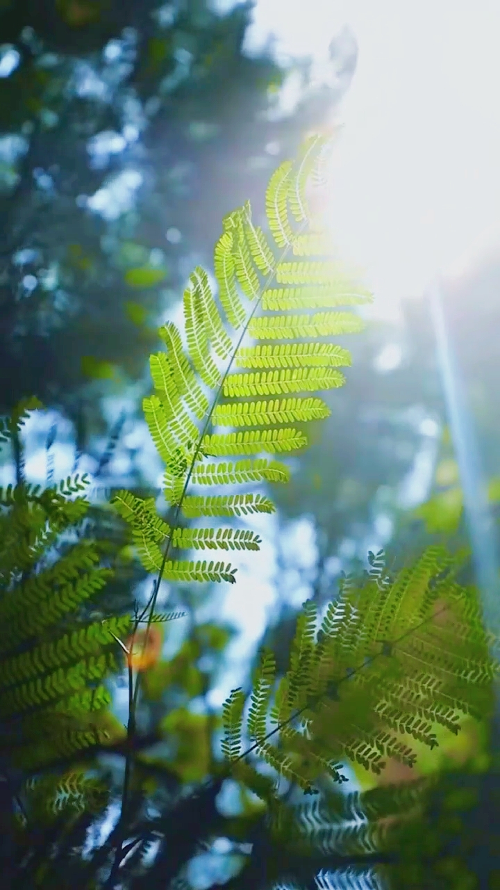 cinematic video
