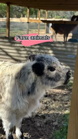 Farm Animals