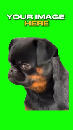 😢Upset  dog