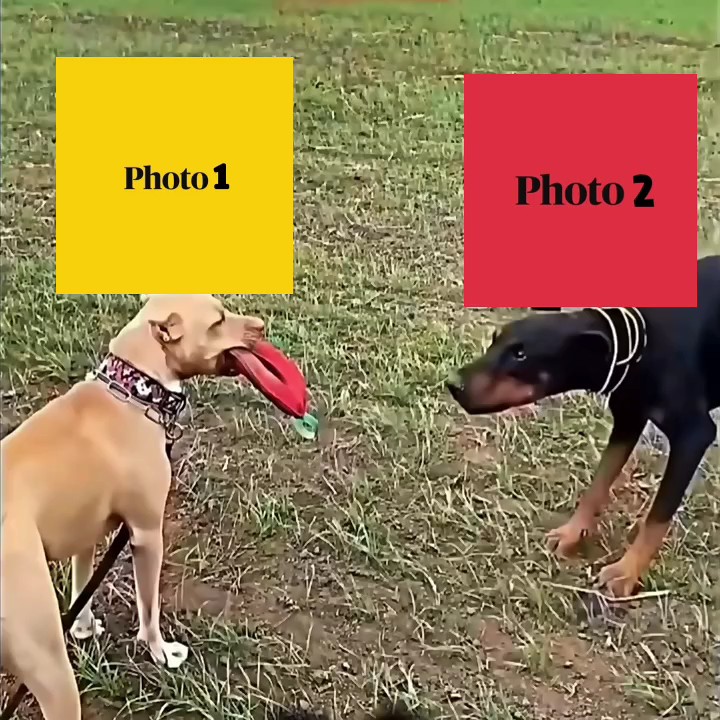 USA FUNNY TEMPLATES