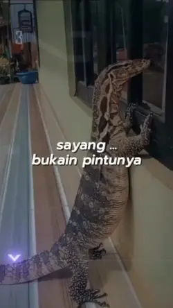 Biawak 