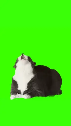 cat yelling 