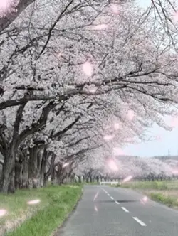 桜並木君と