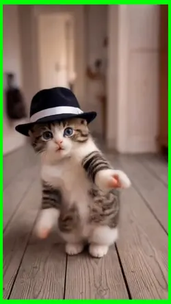 dancing cat