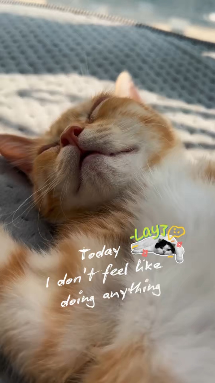 My lazy cat