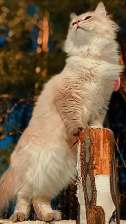 Cat Slow Motion 
