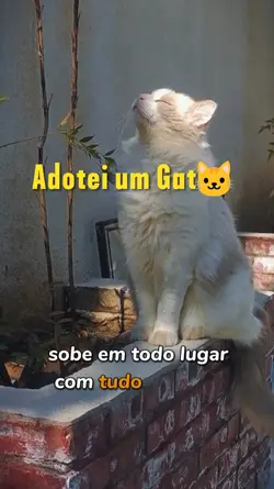 adotei um gato