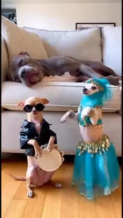 Chihuahua Dance