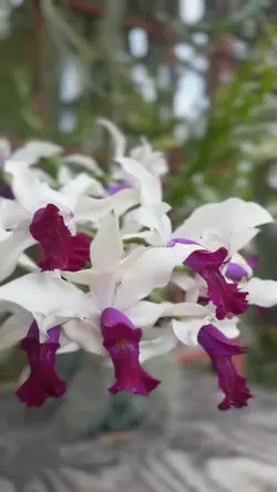 Flowers๐๐ชธ๐ธ๐ผ๐บ