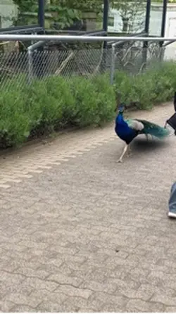 Pfauen Slowmo