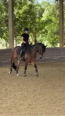 Equestrian 🐴