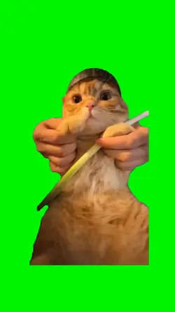 cute cat