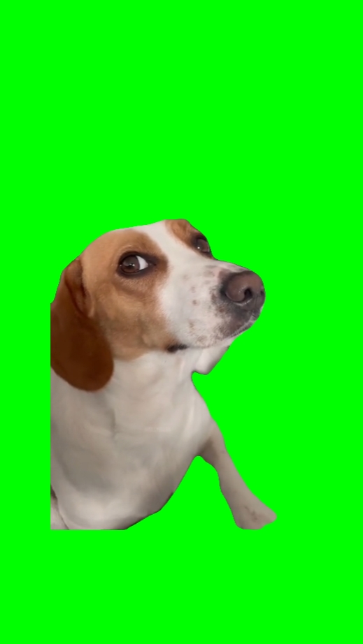 Perro Muy Sospechoso 