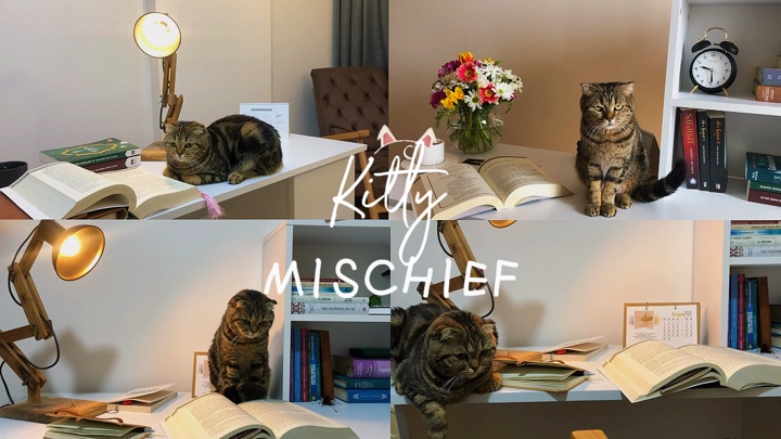 Kitty Unfug Niedlich