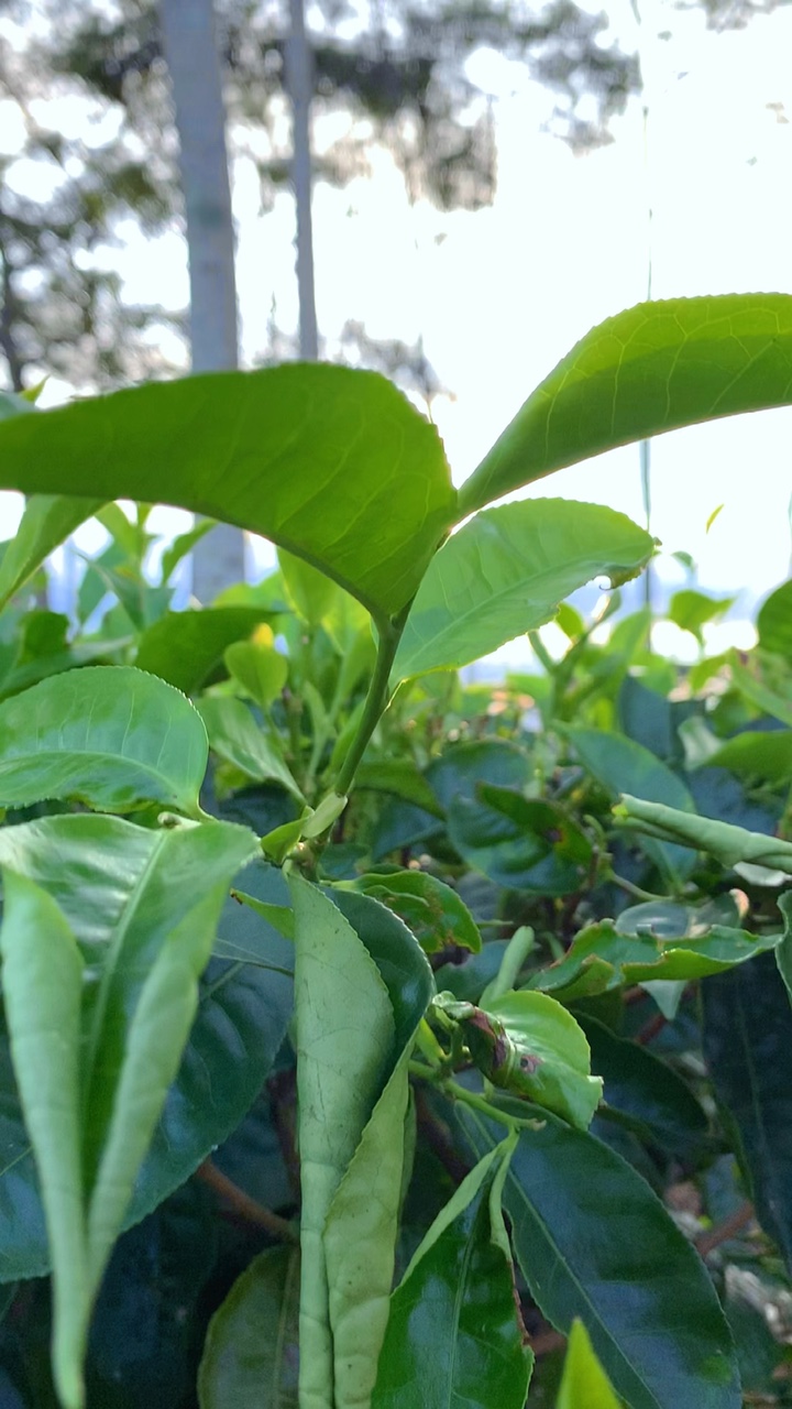 🍃