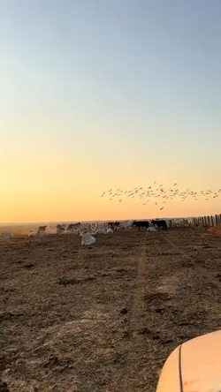 Agrogirl Fazenda Roç