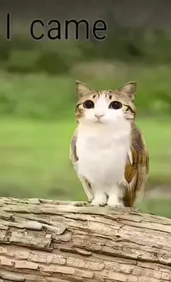 Meowl