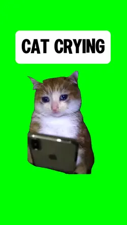 CAT CRYING