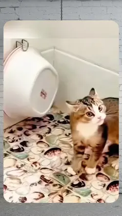 cat core