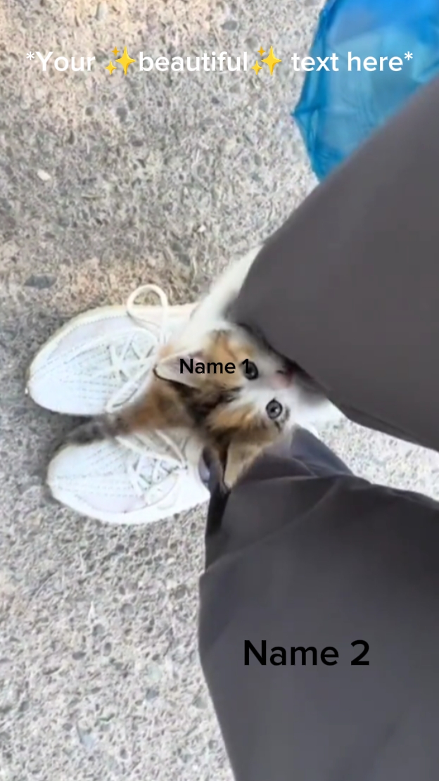귀여운 고양이 