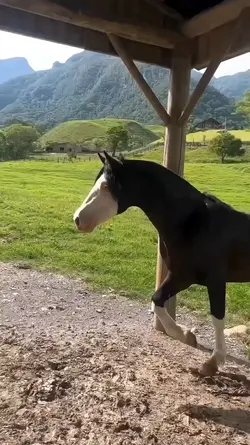 pretty horse !!