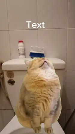 Cat sleeping meme