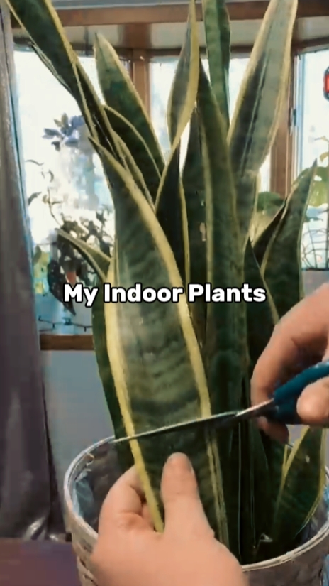 My Indoor Plants