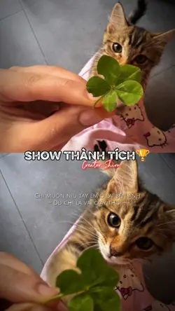 SHOW THÀNH TÍCH