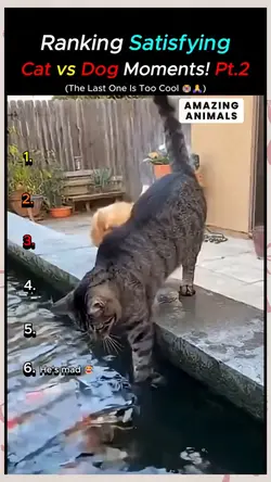 cat and dog