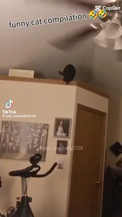 funny catcompilation