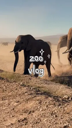 Vlog Zoo 