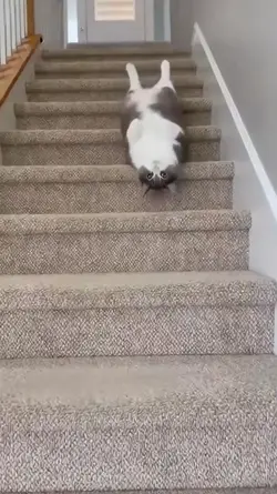 cat memes