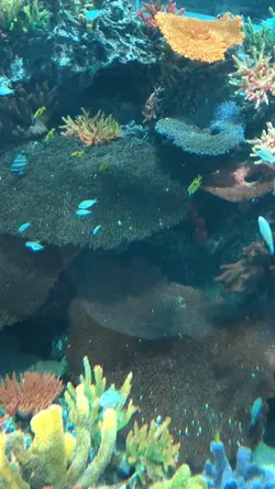 🐠🪼˚₊·—̳͟͞͞ ♡ ⋆⁺₊⋆