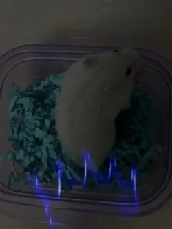 네온 크로마키
