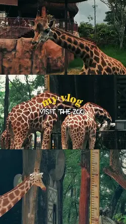 visit the zoo